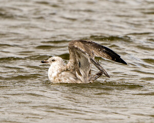 Seagull Stock Photo and Image. Close-up profile view in the water with spread wings and splashing water in its habitat and environment displaying wings, eye, beak with dripping water drops.