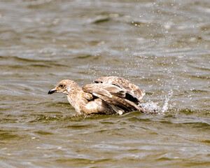 Seagull Stock Photo and Image. Close-up profile view in the water with spread wings and splashing water in its habitat and environment displaying wings, eye, beak with dripping water drops. Gull Image