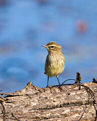 Warbler Stock Photo and Image. Bird perched with blur background in its environment and habitat surrounding displaying feather, beak.