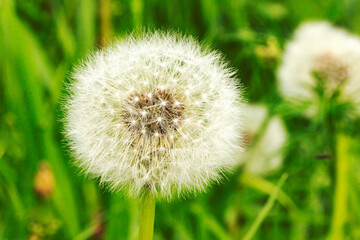 Dandelion close up on green grass background