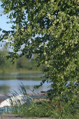 Fototapeta na wymiar birch leaves in the foreground against the background of blue lake