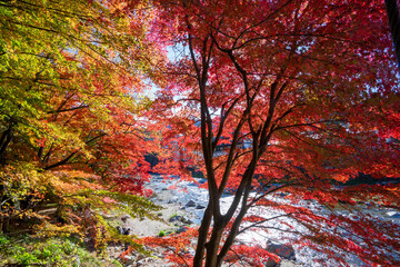 紅の吊橋の紅葉