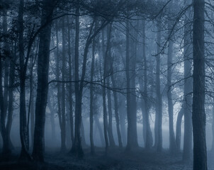Dark foggy forest
