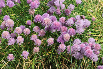 Lilac herb chives flowers