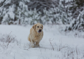 Dog in winter forest