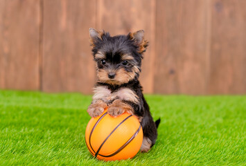 yorkshire terrier puppy sits with a basketball on green summer grass