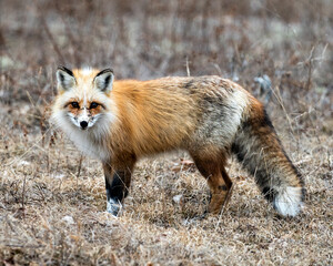 Red Fox Photo Stock. Unique fox close-up profile side view looking at camera in the spring season...