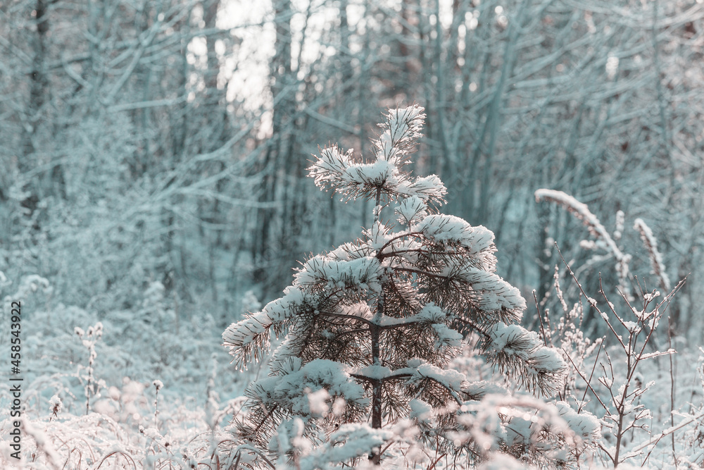 Poster frozen tree