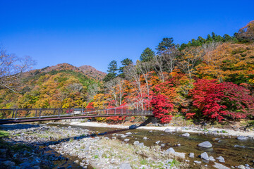 紅の吊橋の紅葉