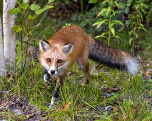 Naklejka na ściany i meble Red Fox Stock Photo and Image. Fox in the forest looking a the camera with a foliage background in its habitat and environment displaying fur, body, head, eyes, ears, nose, paws, bushy tail. 