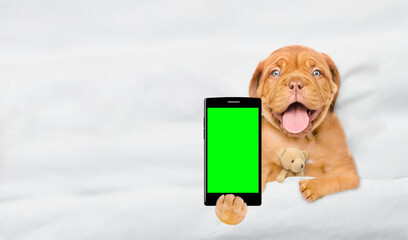 Happy Mastiff puppy hugs toy bear, lies on a bed at home and shows empty screen of a smartphone. Top down view