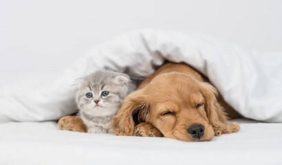 Friendly English Cocker spaniel puppy hugs cute kitten. Pets sleep together under white warm blanket on a bed at home