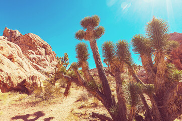 Joshua tree