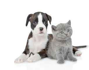 German Boxer puppy dog and kitten sit together. isolated on white background