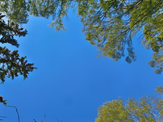 arboles cielo