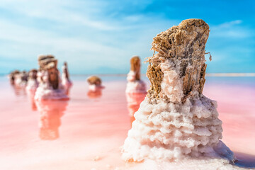 Salt on a wooden stick on a pink lake close-up. Serene landscape