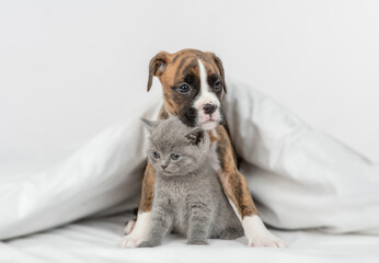 Cute German boxer puppy hugs  tiny kitten under warm white blanket on a bed at home