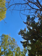 arboles cielo 