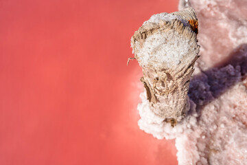 Pieces of salt on a wooden stick on a pink lake. Salt extraction for medicine and spa services