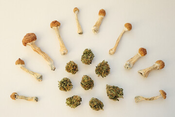 Layout of psilocybin mushrooms Golden Teacher and Marijuana buds on ivory background. Psychedelic...