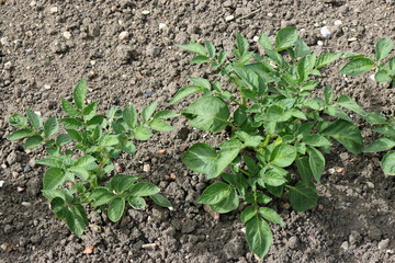 Row of potatoes growing in a vegetable garden