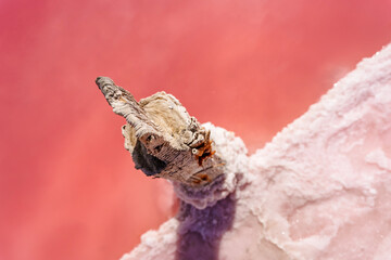 Pieces of salt on a wooden stick on a pink lake. Salt extraction for medicine and spa services