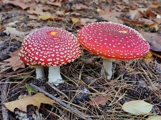 red mushroom in the forest