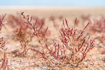 Red succulent soleros on the shore of the salt lake.