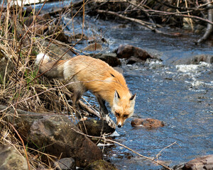 Red Fox Photo Stock. Fox Image. Close-up profile view standing on moss rocks by the water rapids in the spring season with blur rocks and water in its environment and habitat.   Picture. Portrait.