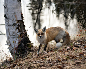Red Fox Photo Stock. Fox Image. Close-up profile side view in the spring season with blur water background and birch tree in its environment and habitat. Picture. Portrait.