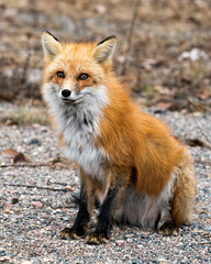 Red Fox Photo Stock. Fox Image. Close-up sitting and looking at camera in the spring season with blur background in its environment and habitat. Picture. Portrait.