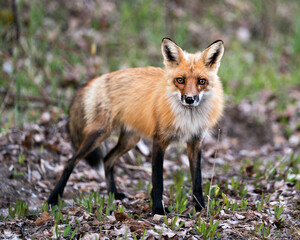 Naklejka na ściany i meble Red Fox Photo Stock. Fox Image. Close-up profile side view looking at camera with a blur foliage background in its environment and habitat. Picture. Portrait.