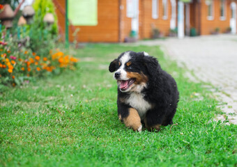 Bernese Mountain Dog puppy walking