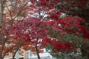 Autumn in Yeoju, Gyeonggi-do, Korea