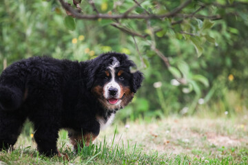 Bernese Mountain Dog puppy walking