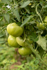 Green tomatoes in garden