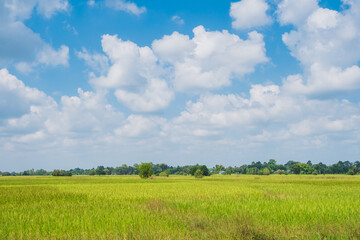 Abundance paddy field or rice field with white clouds and clear blue bright sky background