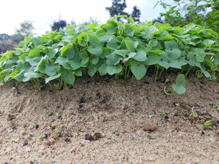 Macrotyloma uniflorum plant. It is a Pulse plant.It is a many names like horse gram,kulthi bean,hurali,Madras gram.In traditional Ayurvedic cuisine,Pulse is considered a food with medicinal qualities.