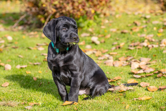 The Labrador Retriever puppy sits on the grass and looks to the left in Finland. The dog has grass in his mouth. The background is the colors of autumn.