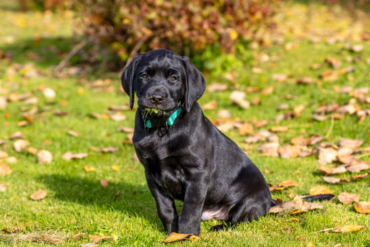 The Labrador Retriever puppy sits on the grass and looks straight ahead in Finland. The dog has grass in his mouth. The background is the colors of autumn.