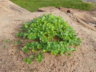 Macrotyloma uniflorum plant. It is a Pulse plant.It is a many names like horse gram,kulthi bean,hurali,Madras gram.In traditional Ayurvedic cuisine,Pulse is considered a food with medicinal qualities.
