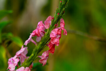 Beautiful flowers of pink poterweed plant or stachytarpheta jamaicensis