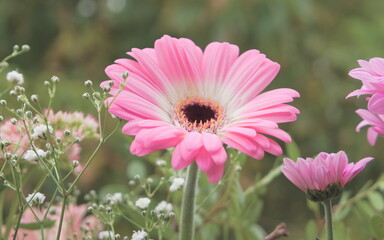 Close-up of a beautiful pastel pink gerbera daisy flower surrounded by other smyle and tiny flowers
