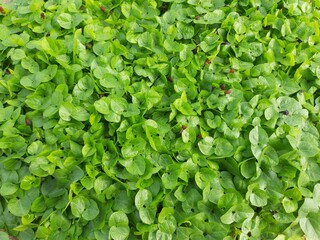 Fototapeta na wymiar Macrotyloma uniflorum plant. It is a Pulse plant.It is a many names like horse gram,kulthi bean,hurali,Madras gram.In traditional Ayurvedic cuisine,Pulse is considered a food with medicinal qualities.