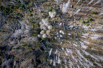 Dead and Decaying Forest Affected by Bark Beetle Infestation © Stock87