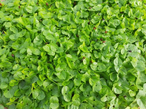 Macrotyloma uniflorum plant. It is a Pulse plant.It is a many names like horse gram,kulthi bean,hurali,Madras gram.In traditional&nbsp;Ayurvedic&nbsp;cuisine,Pulse is considered a food with medicinal qualities.