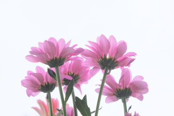 Close-up of a group f pink pastel flowers on a white background