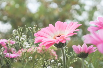 Close-up of a beautiful pastel pink gerbera daisy flower surrounded by other smyle and tiny flowers
