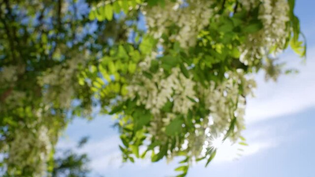 Slow motion 4k stock video footage of sunny blossoming white acacia tree with green fresh foliage and white blooming flowers isolated on sunny blue sky background. Summer plant growing outdoors