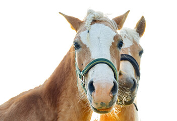 Fototapeta premium The pair of the haflinger horse on white background.